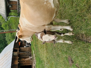 Vaca de vanzare  - imagine 3