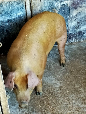 Porc Duroc 