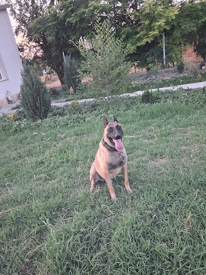 Pui de malinois!