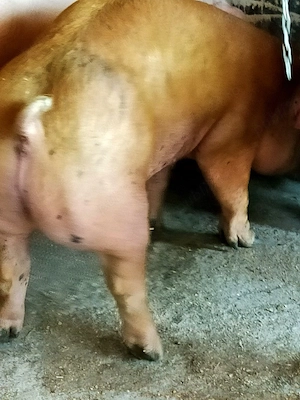 Porc Duroc  - imagine 4
