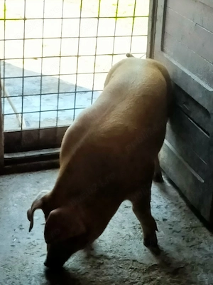 Porc Duroc  - imagine 2
