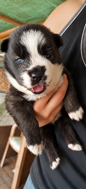 Pui de Husky cu lup nordic - imagine 2