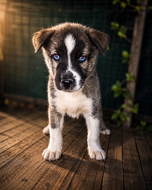 Pui de Husky cu lup nordic - imagine 5