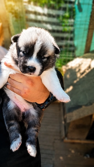 Pui de Husky cu lup nordic - imagine 4