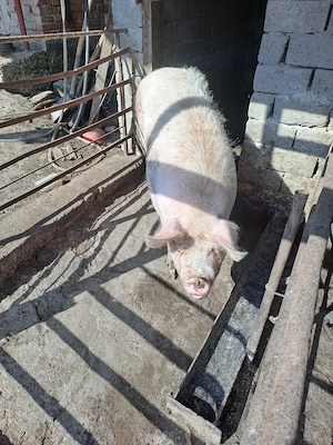 Vand porc gras de tăiat  - imagine 2