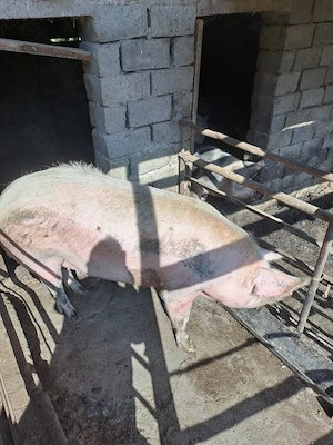 Vand porc gras de tăiat  - imagine 3