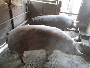 Porci de vanzare  - imagine 2