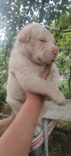 catei catelusi caini chow chow cu sharpei