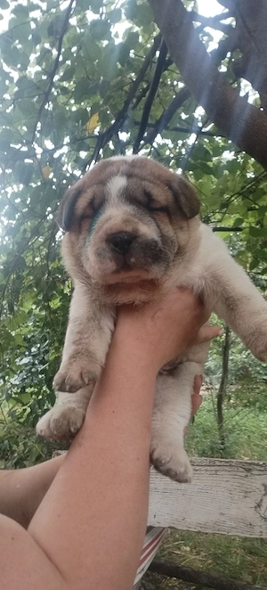 catei catelusi caini sharpei cu chow chow