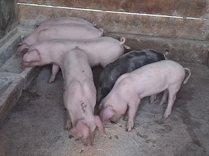 vând 6 purcei de 11 săptămâni 