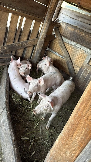 Vand porci 40 kg