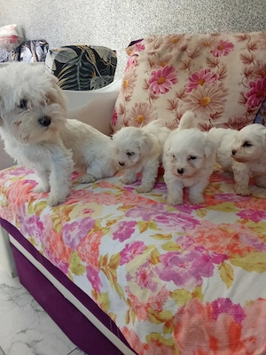 Bichon talie mică miny toy 