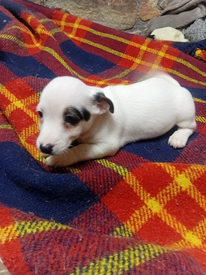 jack Russell terrier tricolor par lins si picioare scurte