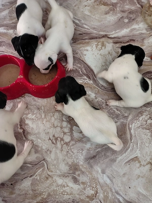 jack Russell terrier tricolor par lins si picioare scurte - imagine 2