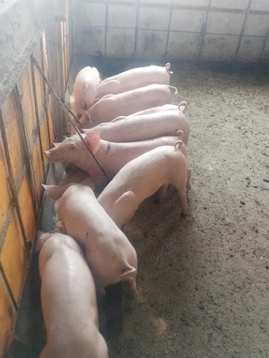 purcei vârsta 2 luni jumate pret de la 500 la 550lei
