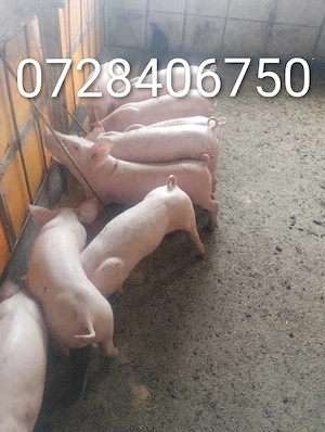 purcei vârsta 2 luni jumate pret de la 500 la 550lei - imagine 4
