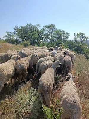 oi si berbeci de vanzare
