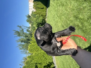 english staffordshire bullterrier - imagine 2