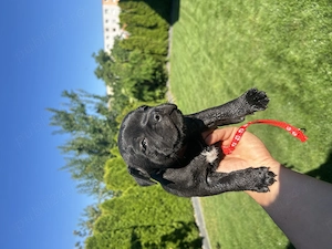 english staffordshire bullterrier - imagine 4