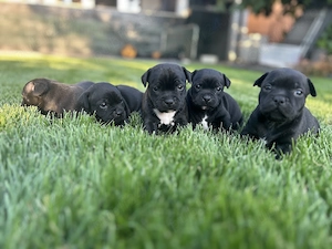english staffordshire bullterrier - imagine 5