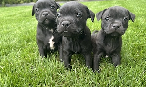 english staffordshire bullterrier