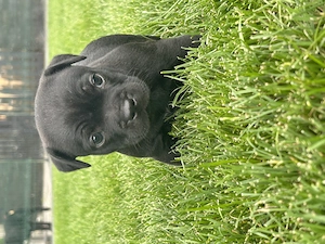 english staffordshire bullterrier - imagine 3