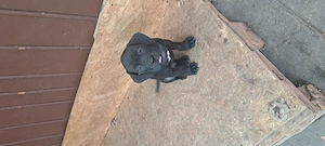 Vând cățeluși Cane Corso,au 8 săptămâni,2 deparazitări,2 vaccinuri,provin din părinți campioni cu pe - imagine 5