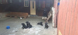 Vând cățeluși Cane Corso,au 8 săptămâni,2 deparazitări,2 vaccinuri,provin din părinți campioni cu pe - imagine 3