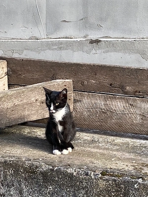 Donez pisicuțe abandonate - imagine 2