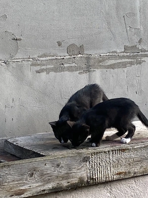 Donez pisicuțe abandonate - imagine 3