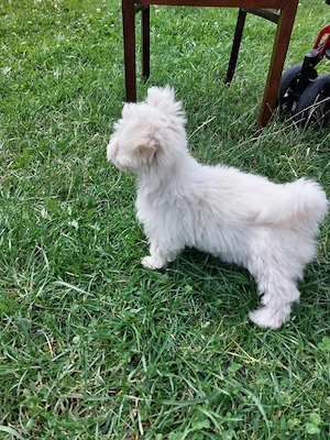 vand bichon  - imagine 2