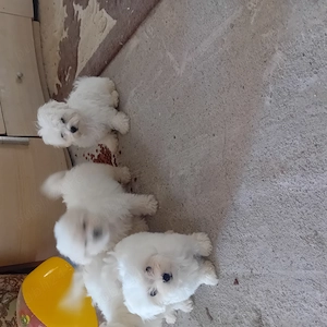 Bichon maltez  - imagine 5