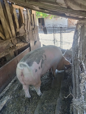 Porc pentru sacrificare  - imagine 3