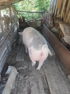 Porc pentru sacrificare  - imagine 2