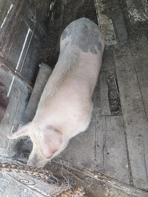 Porc pentru sacrificare  - imagine 5