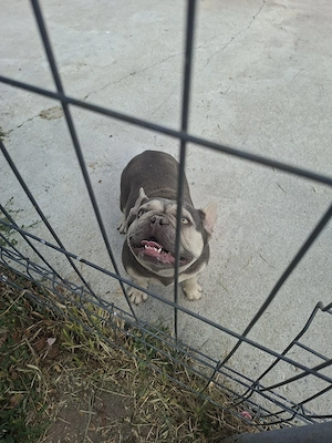 Bulldog francez fetita  - imagine 3