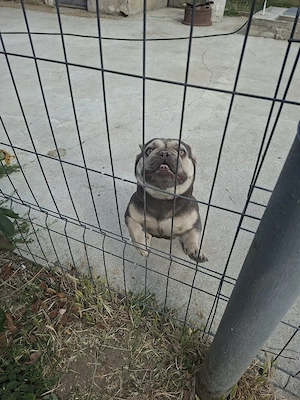 Bulldog francez fetita  - imagine 5