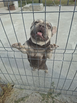 Bulldog francez fetita  - imagine 2