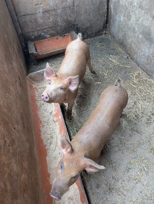 șoldanei de 30-35 kg metis Duroc