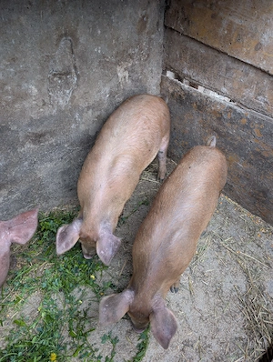 șoldanei de 30-35 kg metis Duroc - imagine 2