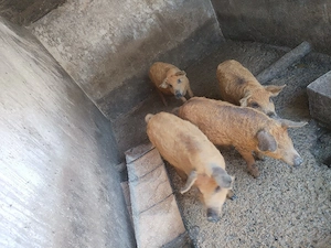 Vand porci mangalita