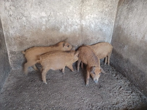 Vand porci mangalita - imagine 2