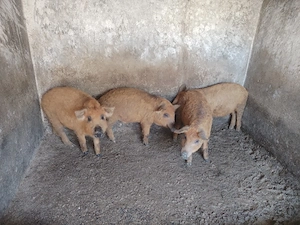Vand porci mangalita - imagine 5