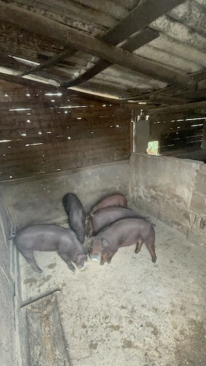 Porci de vânzare  - imagine 5
