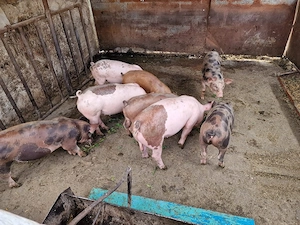 porci mici 650 lei buc.