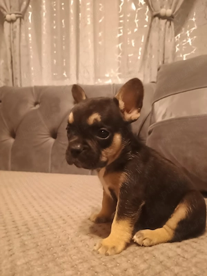 Puii de buldog francez de rasă pură.