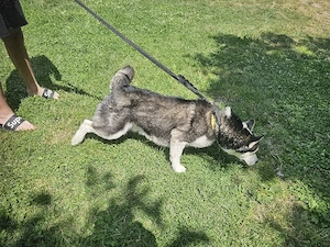 Donez caine rasa HUSKY