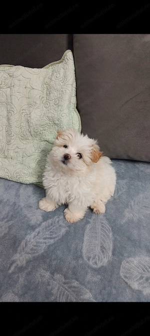 Bichon maltez 
