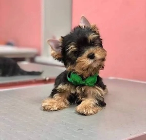 Asigur transport !!! Pui Yorkshire Terrier mini toy !!! - imagine 2