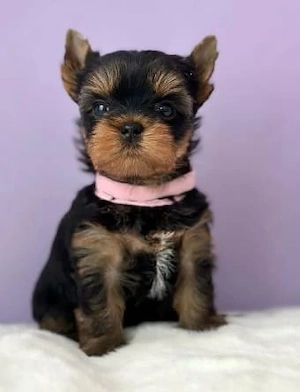 Asigur transport !!! Pui Yorkshire Terrier mascul si femela foarte frumosi !!!!